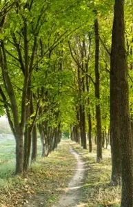 Alexsar Art tuindoek bomen laantje 210x140cm