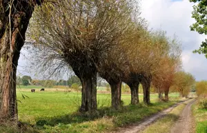 Alexsar Art tuindoek bomen wei 210x140cm
