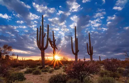 Alexsar Art tuindoek cactussen 210x140cm