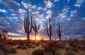 Alexsar Art tuindoek cactussen 210x140cm