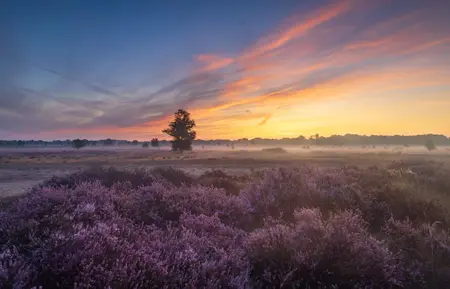 Alexsar Art tuindoek drenthe lavendel 210x140cm