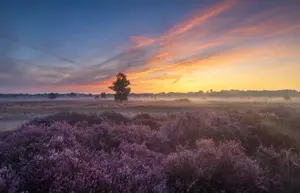 Alexsar Art tuindoek drenthe lavendel 210x140cm