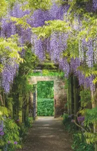 Alexsar Art tuindoek wisteria tunnel 210x140cm