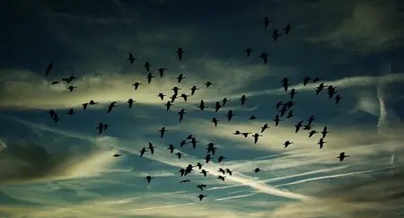 Alexsar Art tuinschilderij birds swarm 130x70cm - afbeelding 1
