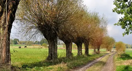 Alexsar Art tuinschilderij bomen wei 130x70cm - afbeelding 1