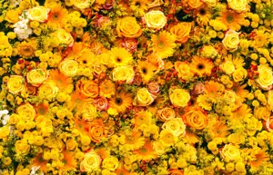 Alexsar Art tuinschilderij gele rozen 130x70cm