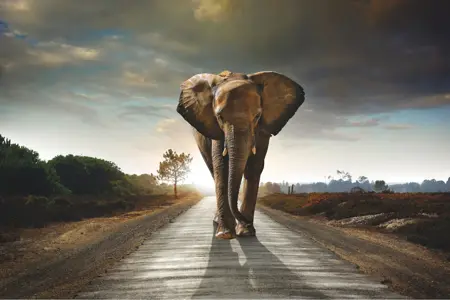 Alexsar Art tuinschilderij olifant 130x70cm - afbeelding 1