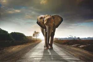 Alexsar Art tuinschilderij olifant 130x70cm - afbeelding 1