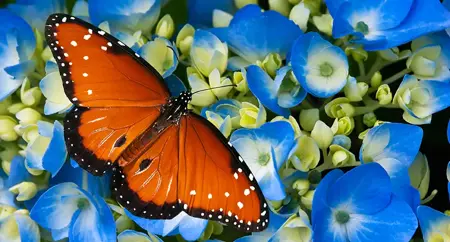 Alexsar Art tuinschilderij vlinder 130x70cm