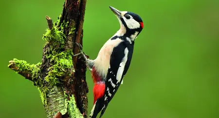 Alexsar Art tuinschilderij woodpecker 130x70cm