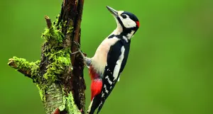 Alexsar Art tuinschilderij woodpecker 130x70cm