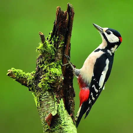 Alexsar Art tuinschilderij woodpecker 70x70cm