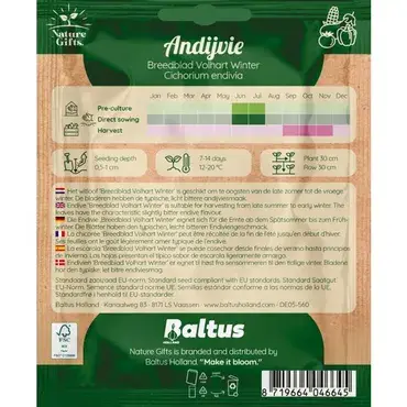 Andijvie escariol groen 300st - afbeelding 2