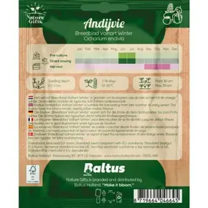 Andijvie escariol groen 300st - afbeelding 2