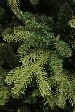Black Box Kerstboom Brampton 185cm groen details