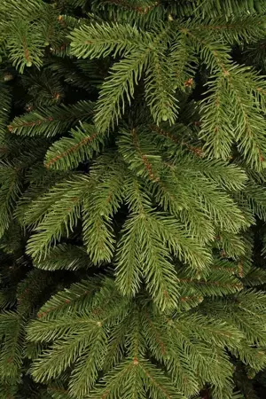 Black Box Kerstboom Brampton 215cm groen detail