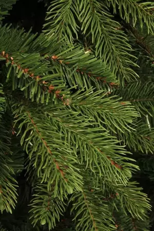 Black Box Kerstboom Brampton 215cm groen details