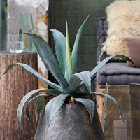 Cactussen & vetplanten