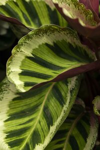 Calathea Medallion - afbeelding 2