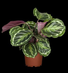 Calathea Medallion - afbeelding 1