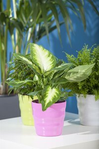 Dieffenbachia 'Reeva' - afbeelding 4