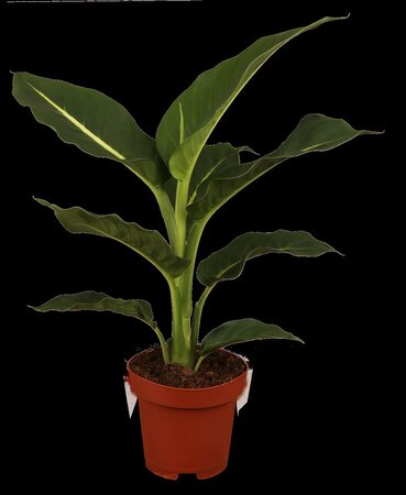 Dieffenbachia 'Reeva' - afbeelding 5