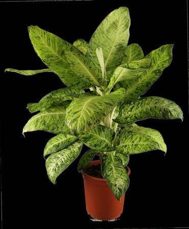 Dieffenbachia 'Reeva' - afbeelding 3