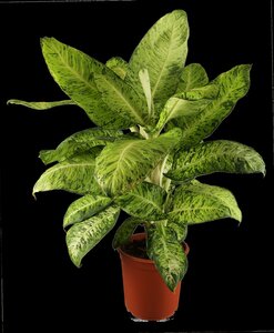 Dieffenbachia 'Reeva' - afbeelding 3