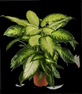 Dieffenbachia 'Reeva' - afbeelding 2