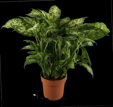 Dieffenbachia 'Reeva' - afbeelding 1