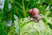 Dierenbestrijdingsmiddelen