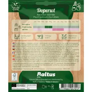 Doperwt kelvedon wonder per 9m - afbeelding 2