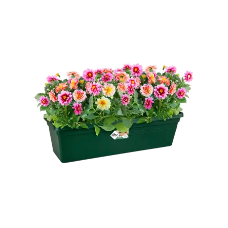 Elho balkonbak green basics 60cm bladgroen - afbeelding 3