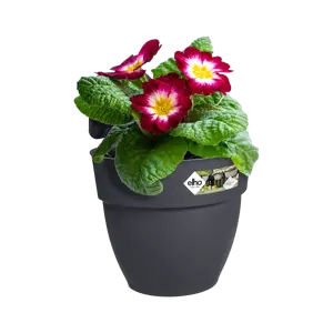 Elho hangpot vibia campana d24cm antraciet - afbeelding 4
