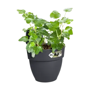 Elho hangpot vibia campana d24cm antraciet - afbeelding 5