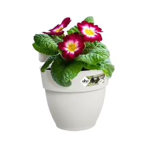Elho hangpot vibia campana d24cm zijdewit - afbeelding 4
