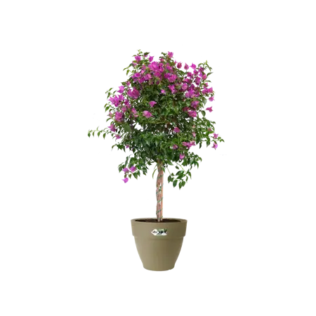 Elho pot vibia campana d20cm saliegroen - afbeelding 3