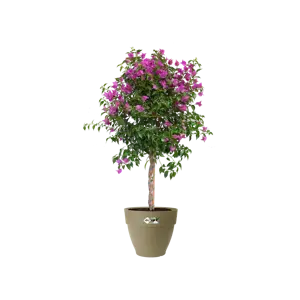 Elho pot vibia campana d20cm saliegroen - afbeelding 3