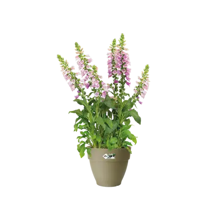 Elho pot vibia campana d25cm saliegroen - afbeelding 6