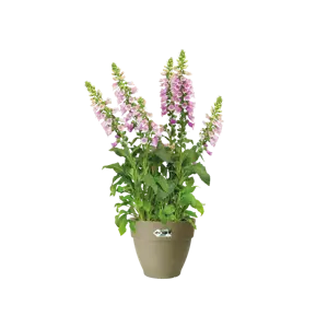 Elho pot vibia campana d25cm saliegroen - afbeelding 6