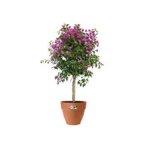 Elho pot vibia campana d25cm terra - afbeelding 5