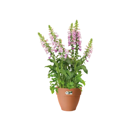 Elho pot vibia campana d25cm terra - afbeelding 6