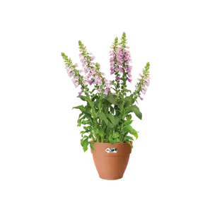 Elho pot vibia campana d25cm terra - afbeelding 6
