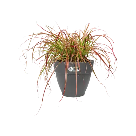 Elho pot vibia campana d30cm antraciet - afbeelding 4