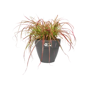 Elho pot vibia campana d30cm antraciet - afbeelding 4