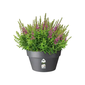 Elho schaal loft urban 35cm antraciet - afbeelding 3