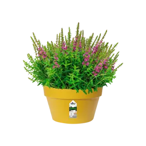 Elho schaal loft urban d35cm oker - afbeelding 3