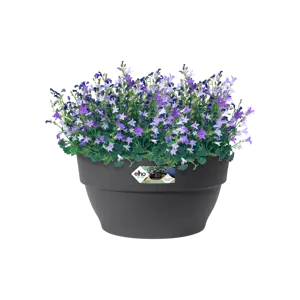 Elho schaal vibia campana d27cm antraciet - afbeelding 3
