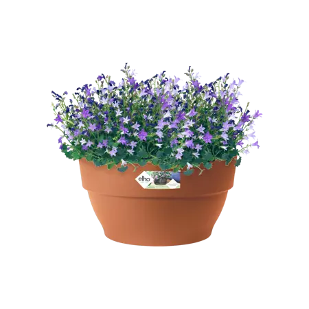 Elho schaal vibia campana d27cm terra - afbeelding 3