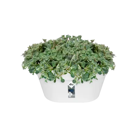 Elho wandbak loft urban 40cm wit - afbeelding 3